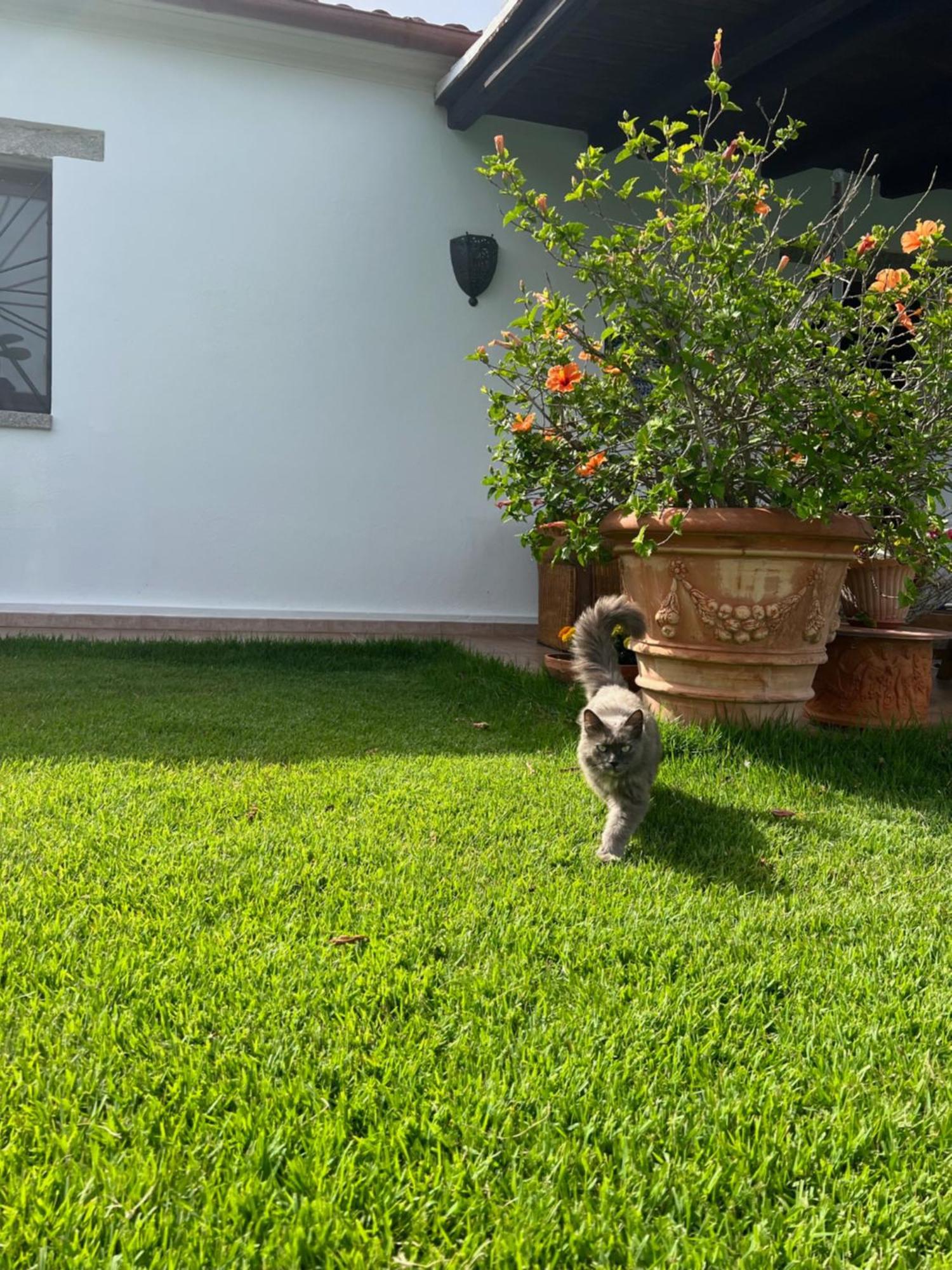 Villa Peditoltu Olbia Exterior foto
